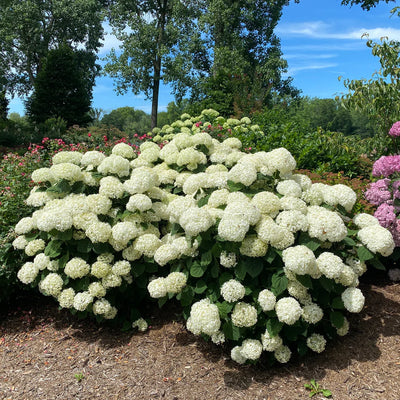 Incrediball Storm Proof™ Smooth Hydrangea