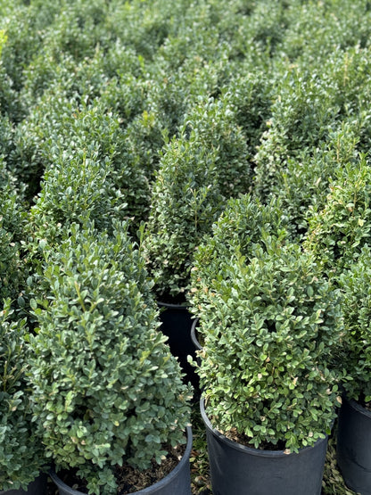 Green Mountain Boxwood (pyramidal)