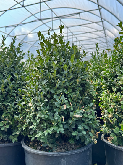 Green Mountain Boxwood (pyramidal)