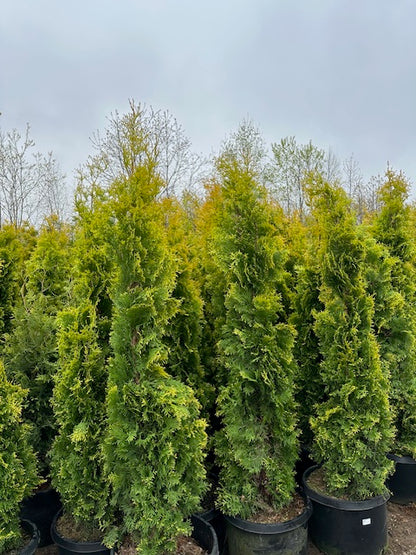Amber Gold Arborvitae