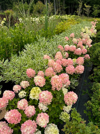 Little Lime Punch® Hydrangea