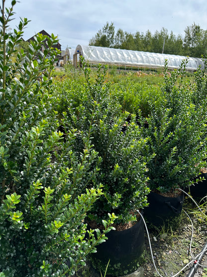 Green Mountain Boxwood - Hedge Pruned