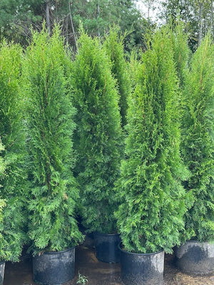 Privacy Trees