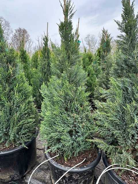 Blue Point Juniper