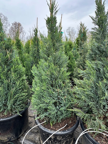 Blue Point Juniper