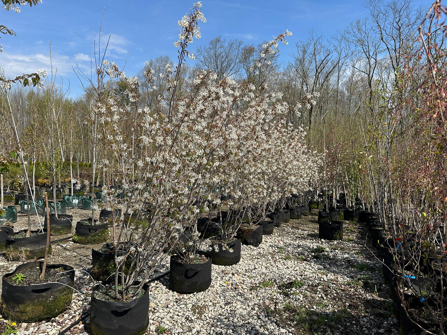 Autumn Brilliance Serviceberry