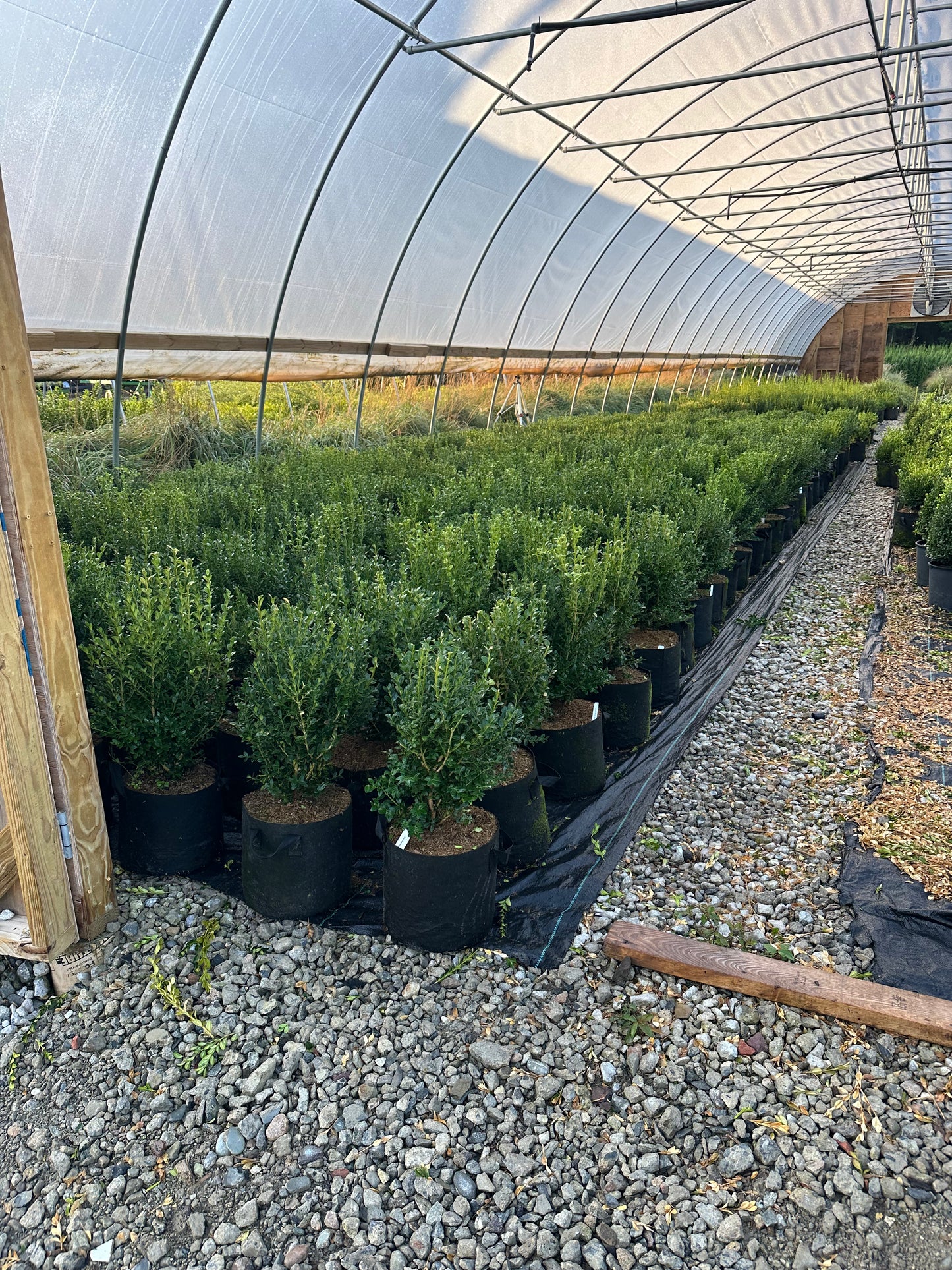 Green Mountain Boxwood - Hedge Pruned