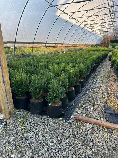 Green Mountain Boxwood - Hedge Pruned