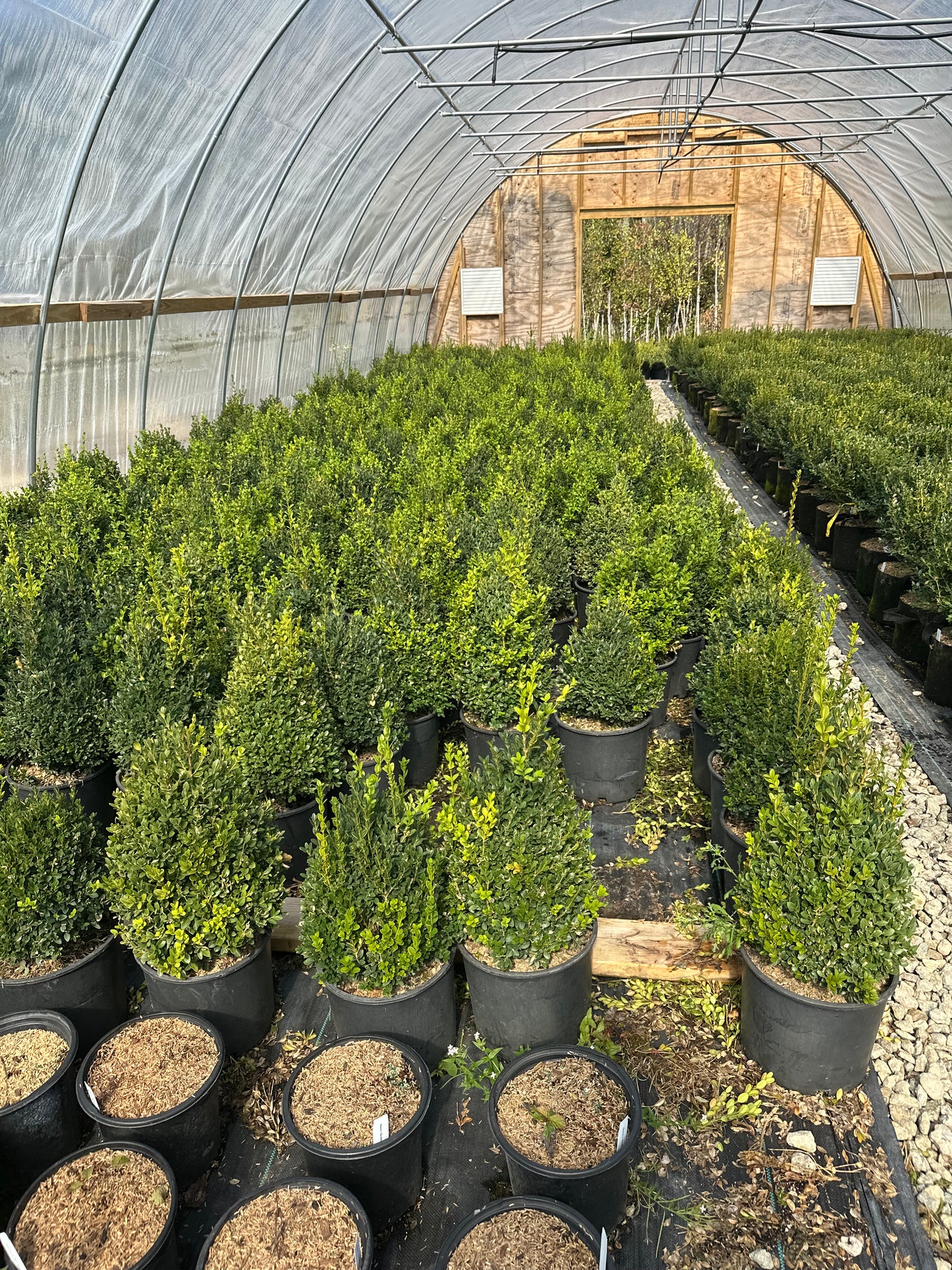 Green Mountain Boxwood (pyramidal)