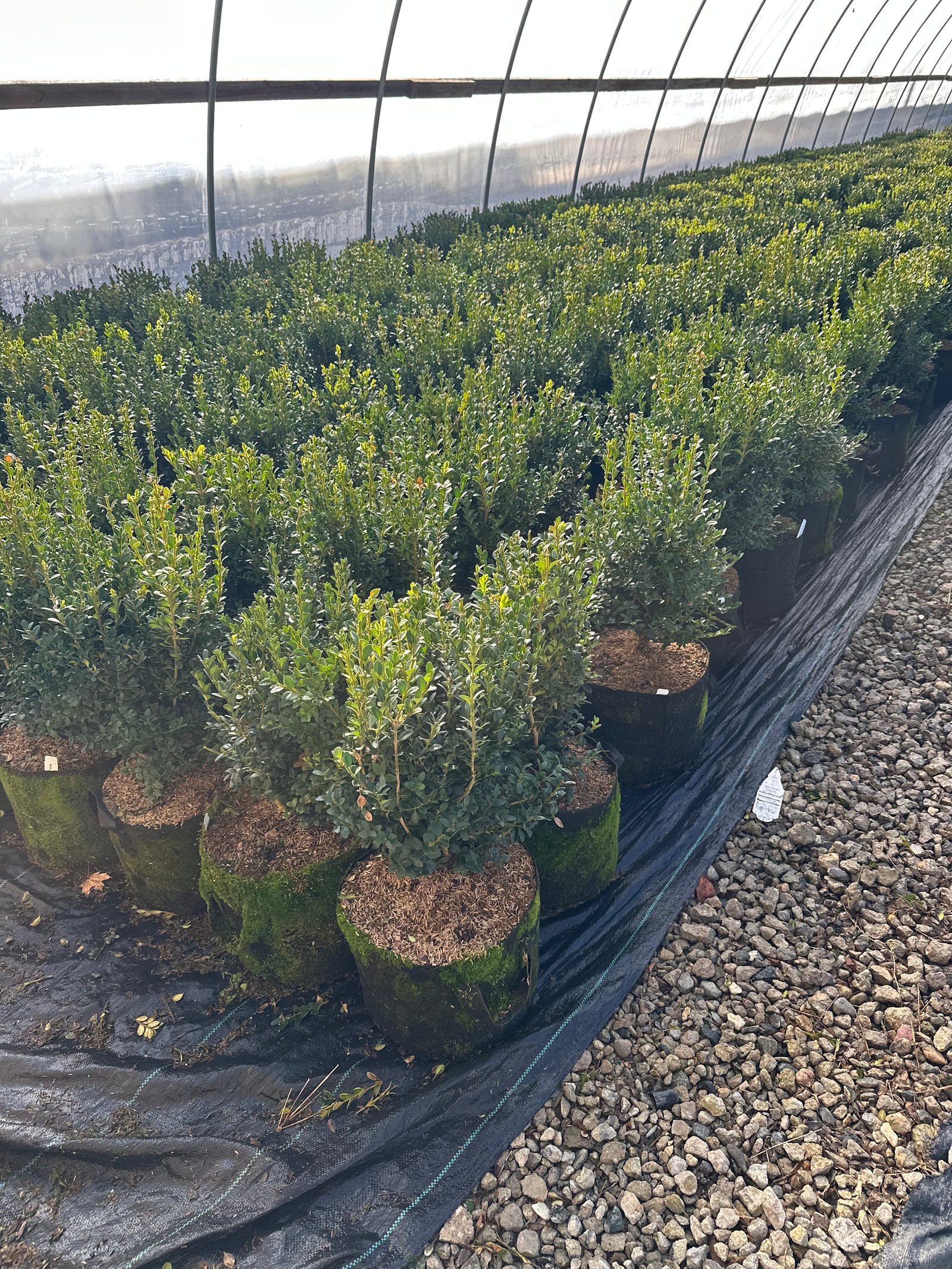 Green Mountain Boxwood - Hedge Pruned