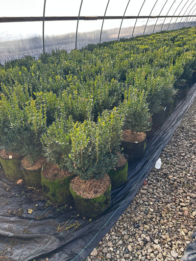 Green-Mountain-Boxwood---Hedge-Pruned