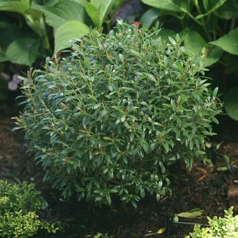 Gem Box Inkberry Holly