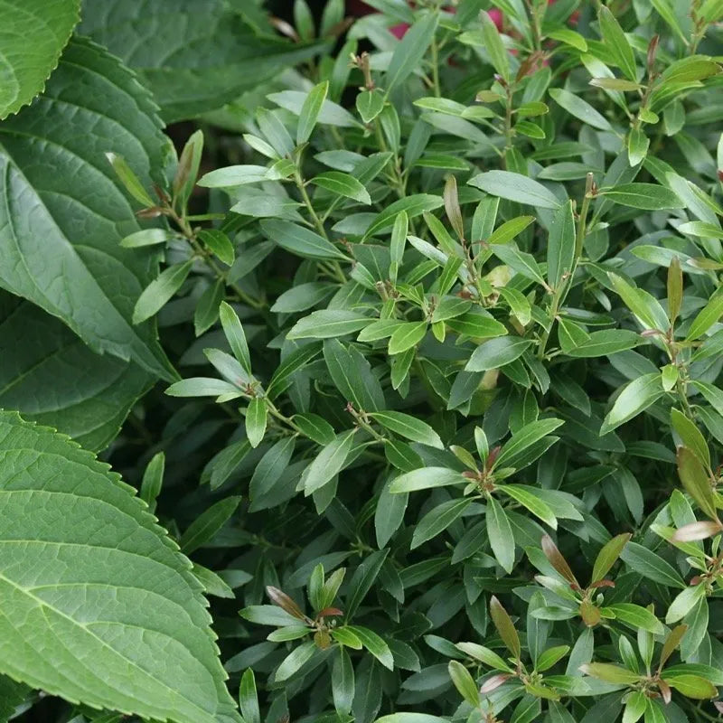 Gem Box Inkberry Holly