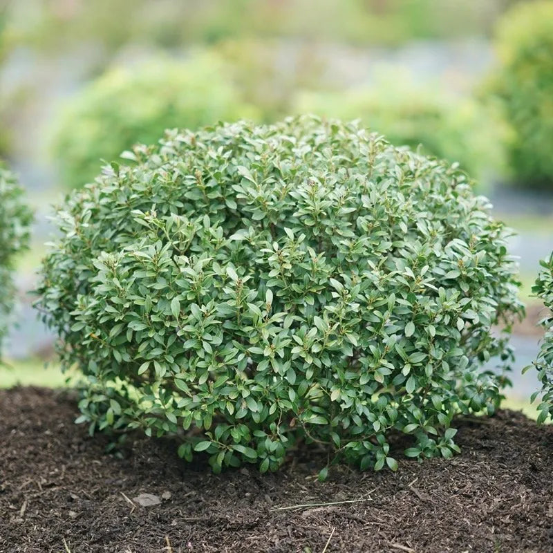 Strongbox Inkberry Holly