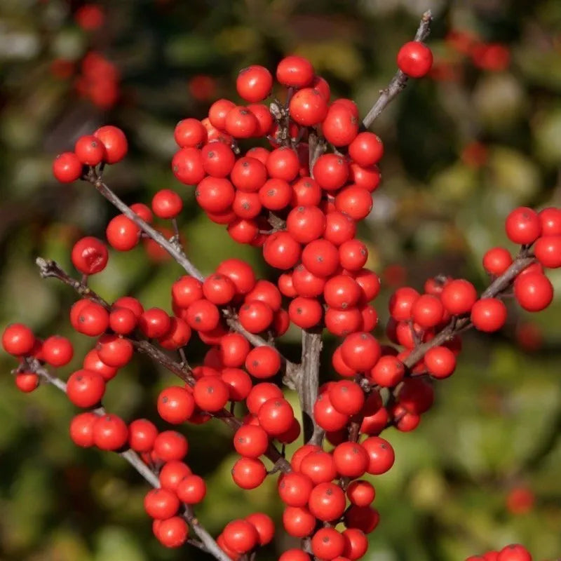 Berry Heavy Winterberry