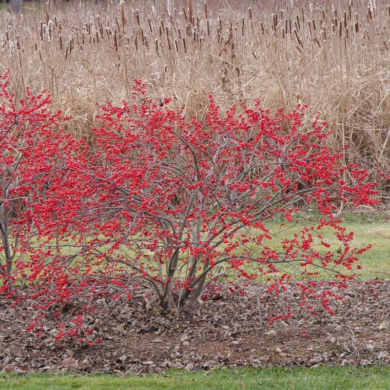 Berry Heavy Winterberry