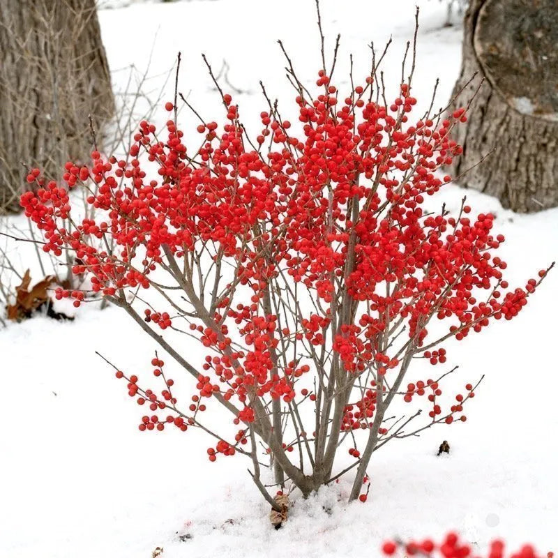 Berry Poppins Winterberry