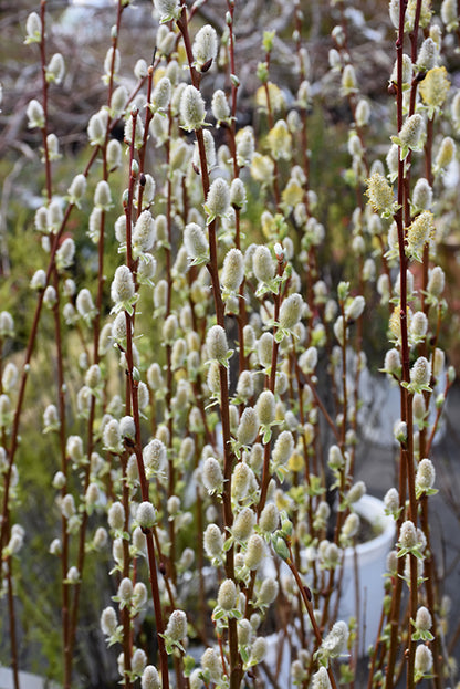Pussy-Willow