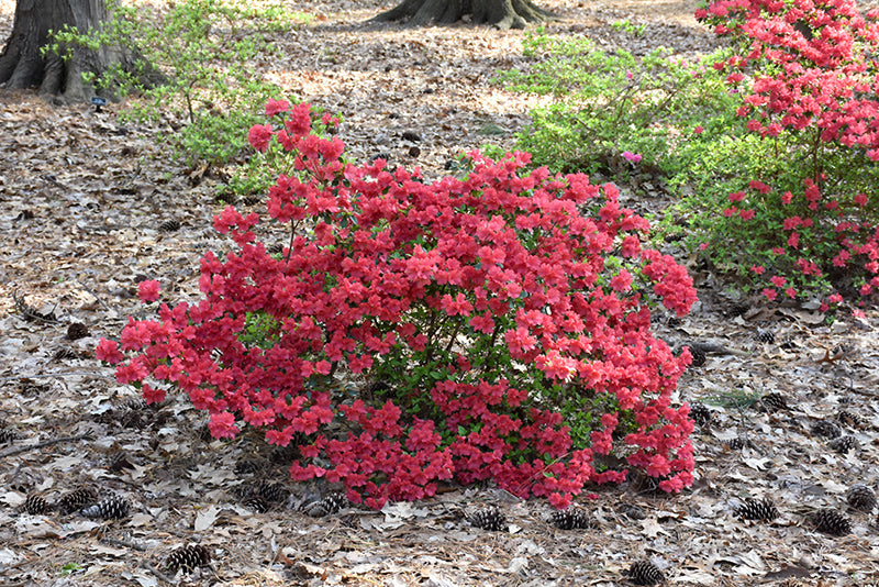 Girard's Crimson Azalea