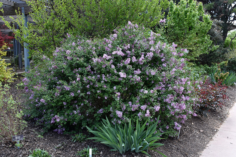 Bloomerang® Lilac