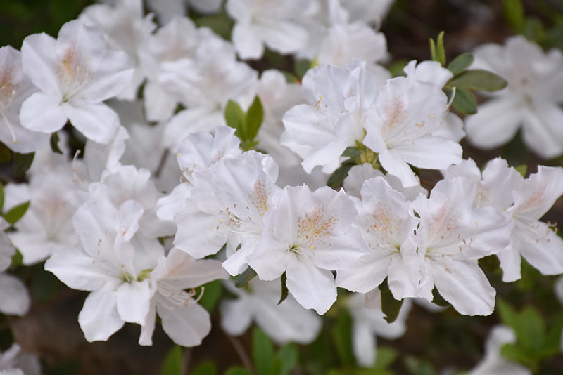 Delaware-Valley-White-Azalea
