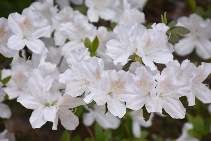 Delaware-Valley-White-Azalea