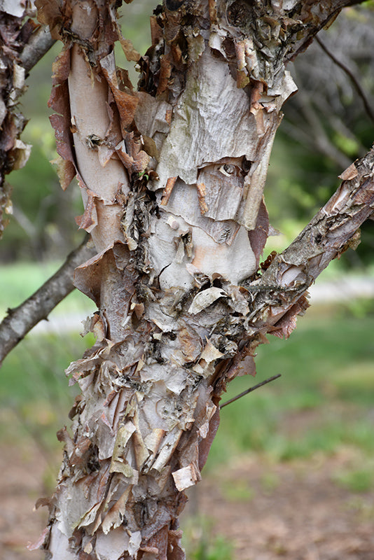 Fox Valley River Birch
