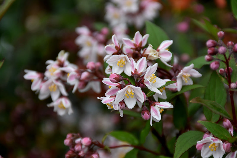 Nikko-Blush-Deutzia