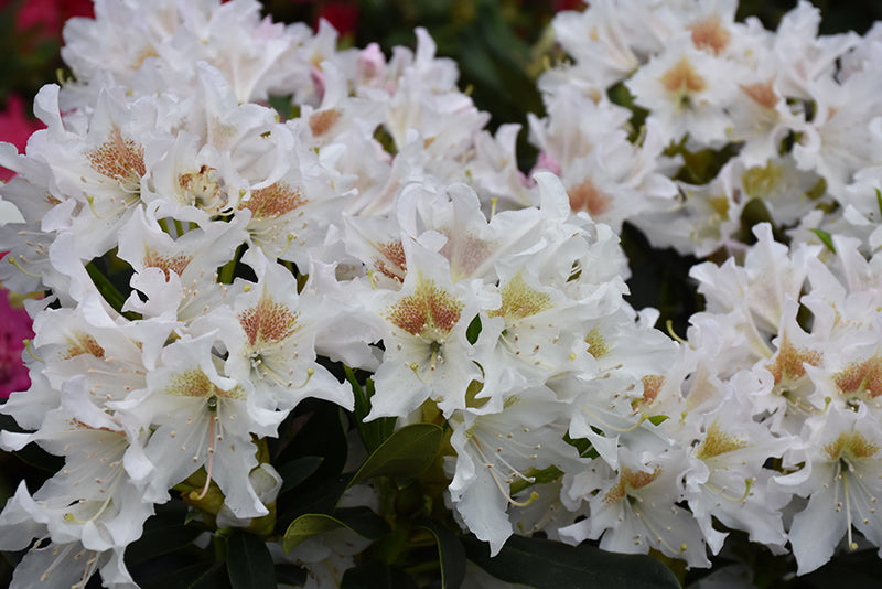 Cunningham's White Rhododendron