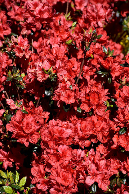 Stewartsonian Azalea