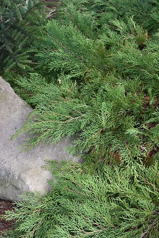 Celtic Pride® Siberian Cypress
