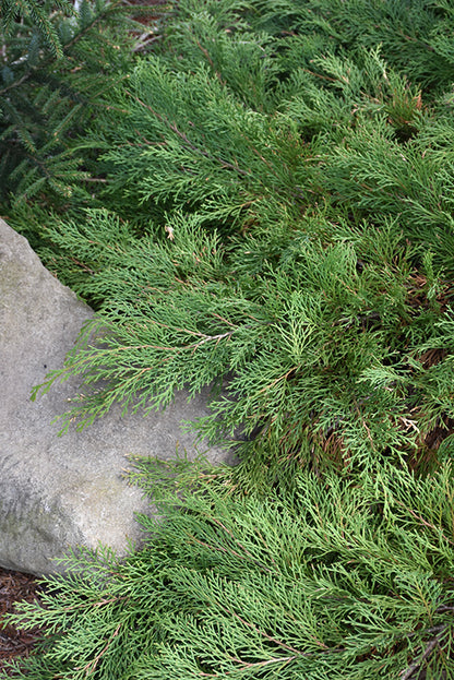 Celtic Pride® Siberian Cypress