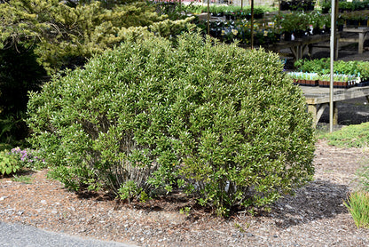 Steeds-Japanese-Holly