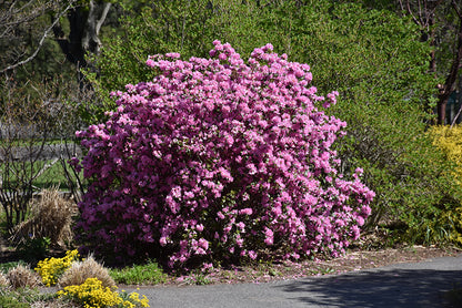 PJM Elite Rhododendron | Cold Hardy Evergreen