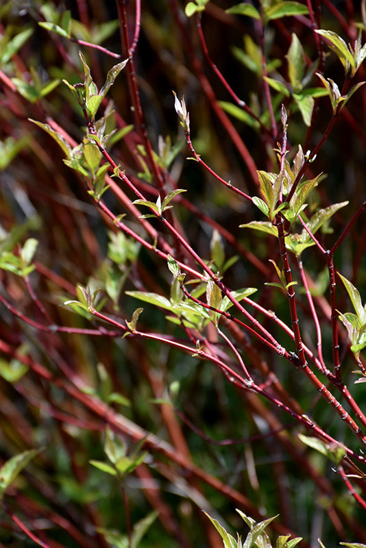 Bailey's-Red-Twig-Dogwood