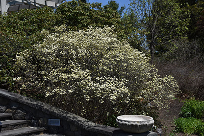 Dwarf-Fothergilla