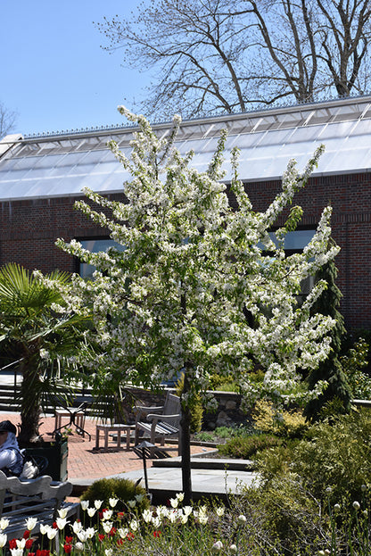Sugar-Tyme-Flowering-Crab