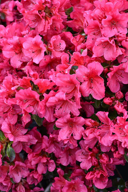 Girard's-Crimson-Azalea