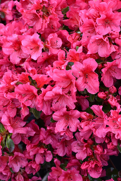 Girard's-Crimson-Azalea