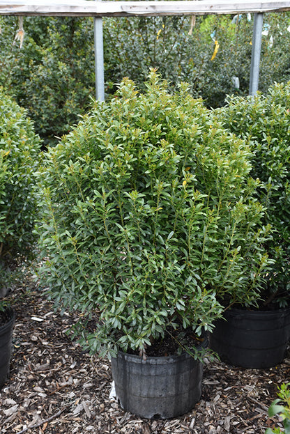 Compact Inkberry Holly