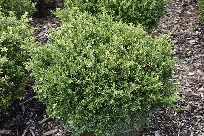 Franklin's-Gem-Boxwood