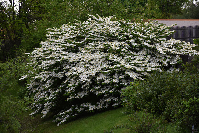 Maries-Doublefile-Viburnum