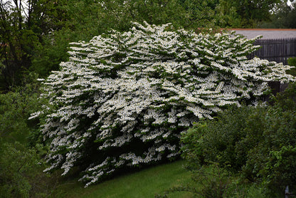 Maries-Doublefile-Viburnum