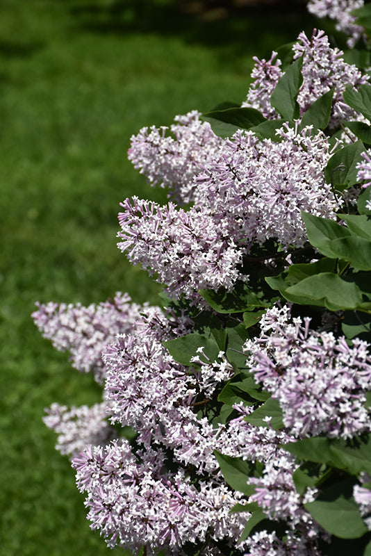 Miss Kim Lilac