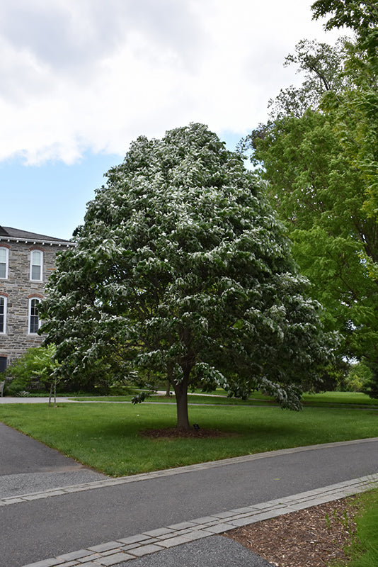 Sterling-Silver-Linden