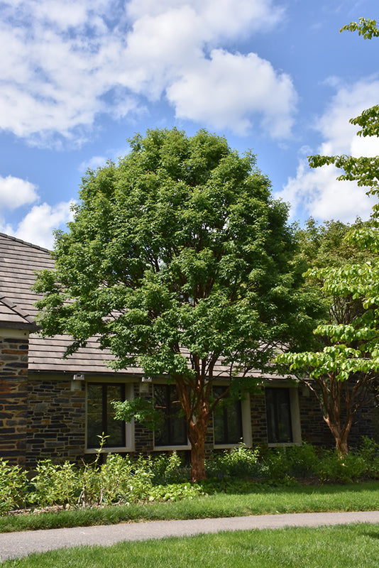 Paperbark-Maple