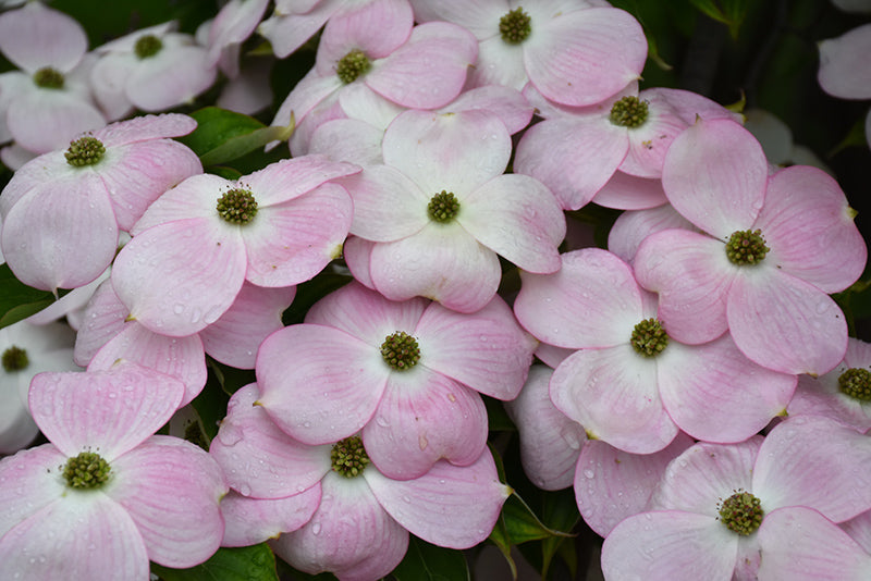 Stellar-Pink-Flowering-Dogwood