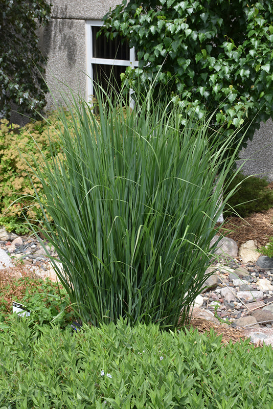 Northwind Switch Grass | Upright Ornamental Grass for Privacy – Pro ...