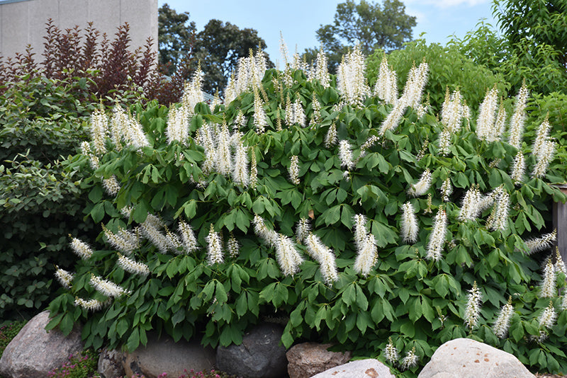 Bottlebrush-Buckeye