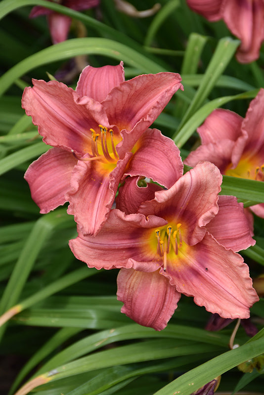 Happy-Ever-Appster®-Rosy-Returns-Daylily